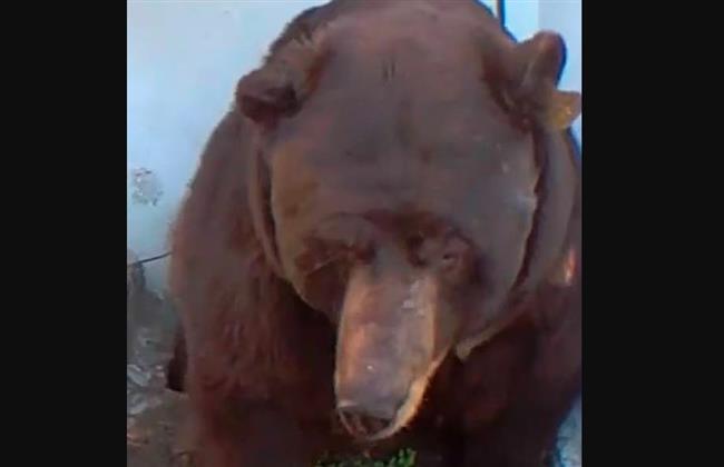 يعيش أسفل منزله.. أمريكي يكتشف أن جاره دب بني ضخم