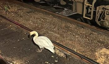 اليابان: بجعة مشاغبة تُعطل حركة 3 قطارات في اليابان