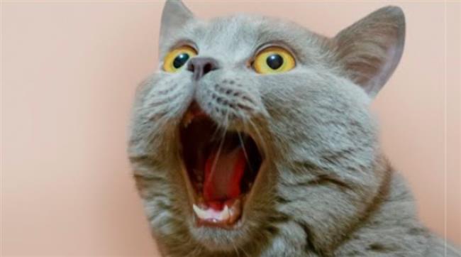 دراسة صادمة: القطط المنزلية مختلة عقليًا بالفطرة