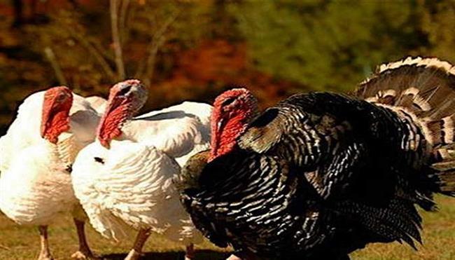 في ليلة رأس السنة 2026.. أسعار الديك الرومي والبط اليوم الأربعاء 31-12-2025.. يبدأ من 160 جنيها