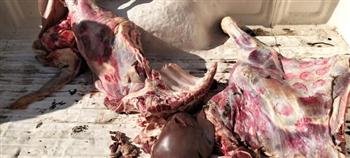 محافظ المنوفية: ضبط 55 كجم لحوم بلدية غير صالحة للاستهلاك الآدمي ببركة السبع