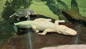 تمساح أبيض نادر.. كاليفورنيا تودّع تميمتها الشهيرة في جنازة عامة  