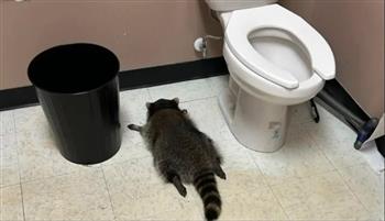 راكون يقتحم محل خمور وينام في المرحاض بعدما أصبح "ثملًا"