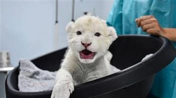 مسابقة في فنزويلا لاختيار أسماء شبلين باللون الأبيض