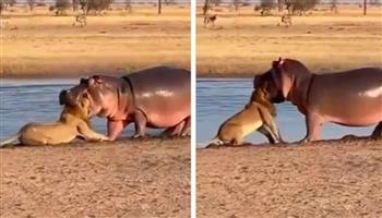 نهاية غير متوقعة.. معركة شرسة بين فرس نهر وأسد ضخم (فيديو)