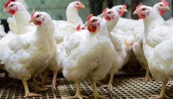 أسعار الدواجن اليوم الجمعة 5-12-2025 مع الأسواق.. الدبابيس بـ75 جنيهًا