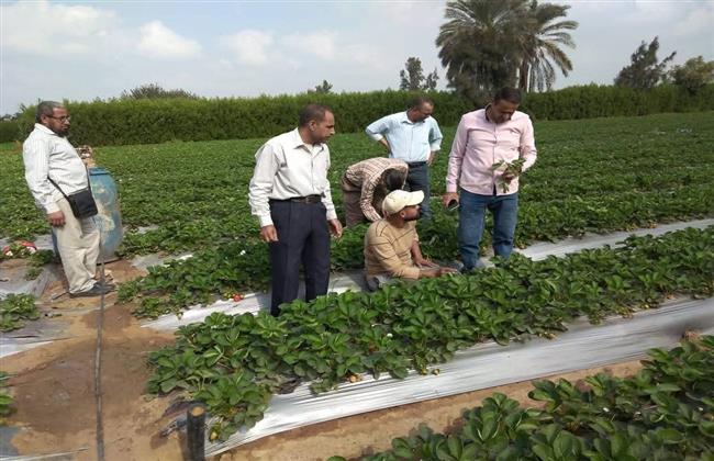 "الزراعة" تنفذ أكثر من 1800 نشاط إرشادي متنوع لخدمة أكثر من 47 ألف مزارع ومربي