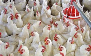 وزراة الزراعة تحسم الجدل بشأن القيمة الغذائية لـ «دواجن السردة»