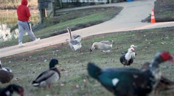 بسبب الطعام.. عصابة من الأوز تهاجم سيدة مسنّة وتصيبها بشكل خطير