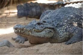 الشرقية: لايزال البحث جاريا عن تمساح " الزوامل"