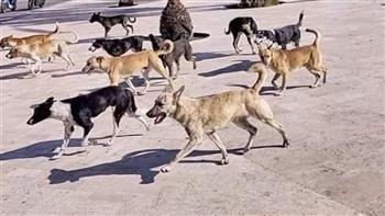 كيف تحمي نفسك من الكلاب الضالة وماذا تفعل للإبلاغ عنها؟