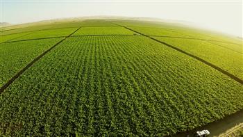 الأرجنتين تخفض رسوم التصدير على المحاصيل الرئيسية لتعزيز الزراعة