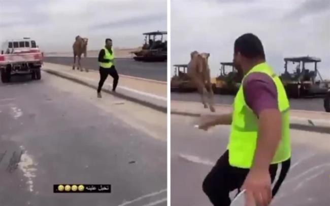 فيديو.. جمل سائب يطارد عمال على الطريق في السعودية