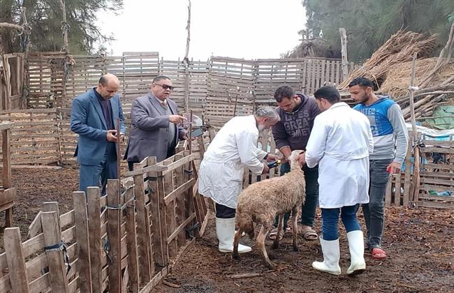 "بيطري الشرقية": تحصين أكثر من 207 آلاف رأس ماشية ضد الجلد العقدي وجدري الأغنام