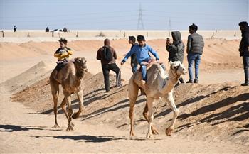 بعد توقف 5 سنوات.. وزير الرياضة  يشهد ختام مهرجان الإسماعيلية للهجن