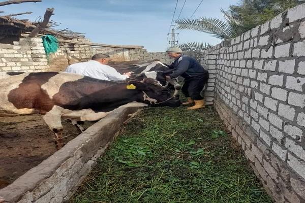 "بيطري المنيا": تحصين وتلقيح 41 ألف رأس ماشية خلال الربع الأول من العام الجاري