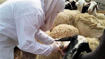 «بيطري الشرقية»: تحصين أكثر من 184 ألف رأس ماشية ضد الحمى القلاعية والوادي المتصدع