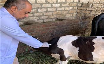 بيطري قنا: تحصين 24 ألف رأس ماشية ضد الحمي القلاعية وحمى الوادي المتصدع