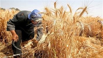 انطلاق موسم حصاد القمح في القليوبية