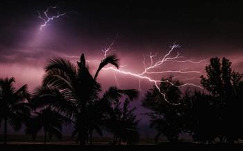 شجرة غريبة من نوعها.. تزدهر عندما يضربها البرق 