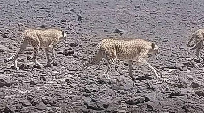 فيديو.. ظهور نادر لحيوان مهدد بالانقراض في الجزائر