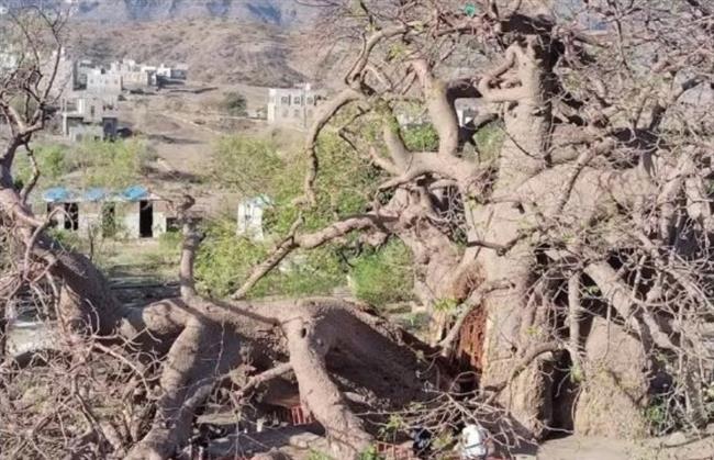 شاهد.. غموض في اليمن بعد انهيار شجرة عملاقة عمرها 2000 عام