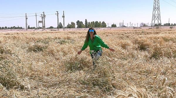 لقاء سويدان تحصد القمح في غيطان أسيوط.. صور 