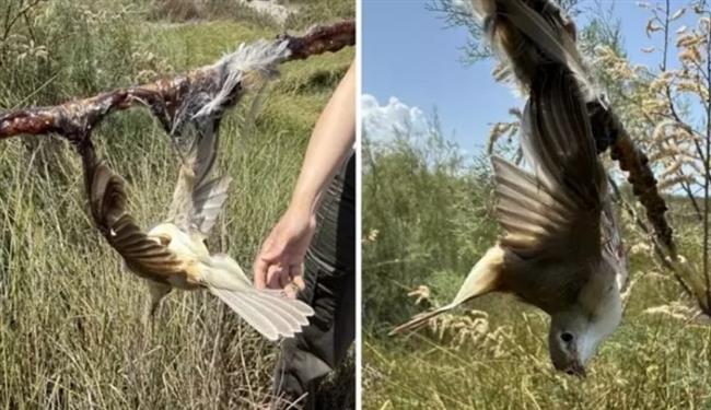 جريمة "بيئية مروعة" تشعل الغضب في تركيا.. ماذا حدث للطيور؟