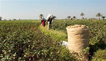 «الإحصاء»: قفزة في استهلاك القطن المصري محليًا بنسبة 98% خلال عام واحد