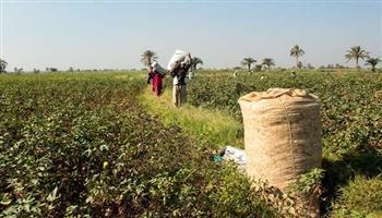 «الإحصاء»: قفزة في استهلاك القطن المصري محليًا بنسبة 98% خلال عام واحد
