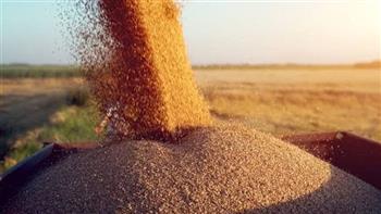 ضبط 34 طن قمح محلي داخل محلات أعلاف ومخازن لاستخدامه فى غير الأغراض المخصصة له بالبحيرة