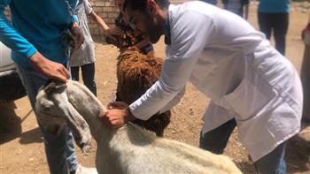 كفرالشيخ: قافلة بيطرية مجانية بقرية أبو عليوة الشرقية بسيدي سالم