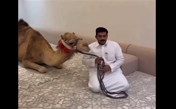 سعودي يفاجئ زملاءه بجمل داخل المجلس (فيديو)
