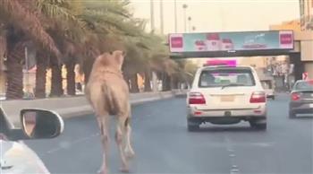 فيديو.. جمل هارب يتنزه على طريق رئيسي في السعودية