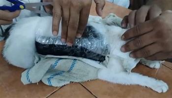 فيديو.. القبض على قطة أثناء عملية لتهريب المخدرات إلى داخل السجن