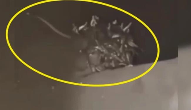70 ثعبانًا داخل خزان المرحاض.. هندي يتلقى صدمة عمره (فيديو)