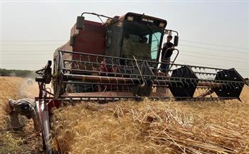 فلاحو القليوبية:  «بنحصد دهب»