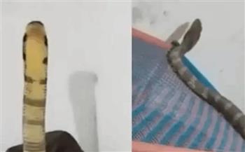 فيديو.. هندي يستيقظ من نومه على مواجهة مع أفعى سامة