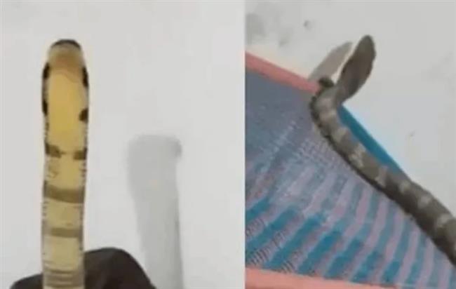 فيديو.. هندي يستيقظ من نومه على مواجهة مع أفعى سامة