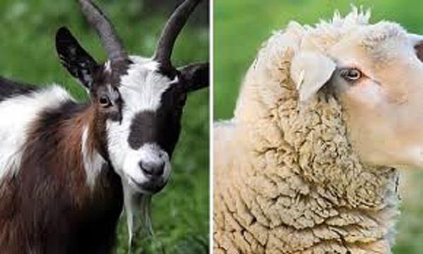 مع اقتراب عيد الأضحي.. كيف تفرقين بين لحوم الأغنام والماعز؟