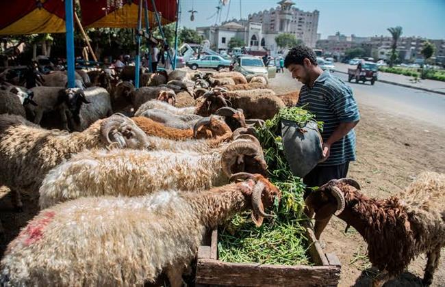  225 جنيهًا للكيلو.. خراف حية في شوادر التموين استعدادًا للعيد  