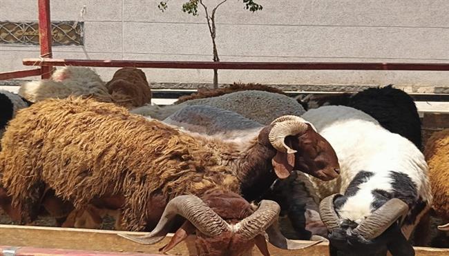 خروف العيد بوزن 50 كيلو.. احجز الآن واستلمه يوم الوقفة مع رعاية كاملة من «التموين»  