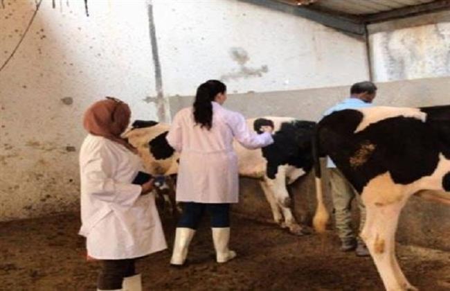 قوافل بيطرية تجوب منطقة بحر البقر جنوب بورسعيد لحماية الثروة الحيوانية