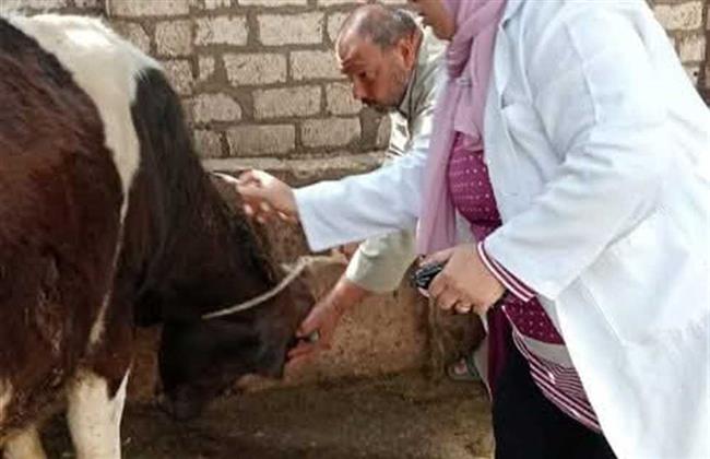 "بيطري الشرقية": تحصين أكثر من 567 ألف رأس ماشية ضد الحمى القلاعية والوادي المتصدع