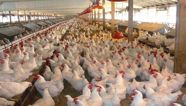 أسعار الدواجن اليوم الجمعة 9-5-2025 في المزرعة.. البانيه بـ 200 جنيه   