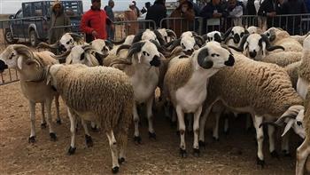 بيطرى الوادي الجديد: ذبح 875 رأس من الاضاحى طوال أيام العيد