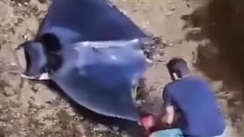 الجزائر.. شاب ينفذ مهمة صعبة بإنقاذ سمكة الشيطان (فيديو)