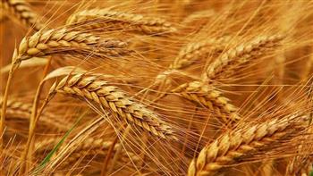 مصر تعزز أمنها الغذائي.. احتياطي استراتيجي آمن وخطط توسعية لمواجهة التوترات الإقليمية