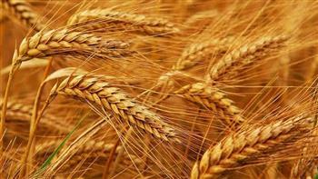 مصر تعزز أمنها الغذائي.. احتياطي استراتيجي آمن وخطط توسعية لمواجهة التوترات الإقليمية  