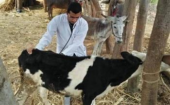 "بيطري الشرقية": فحص أكثر من 3 آلاف رأس ماشية للوقاية من البروسيلا والسل البقري
